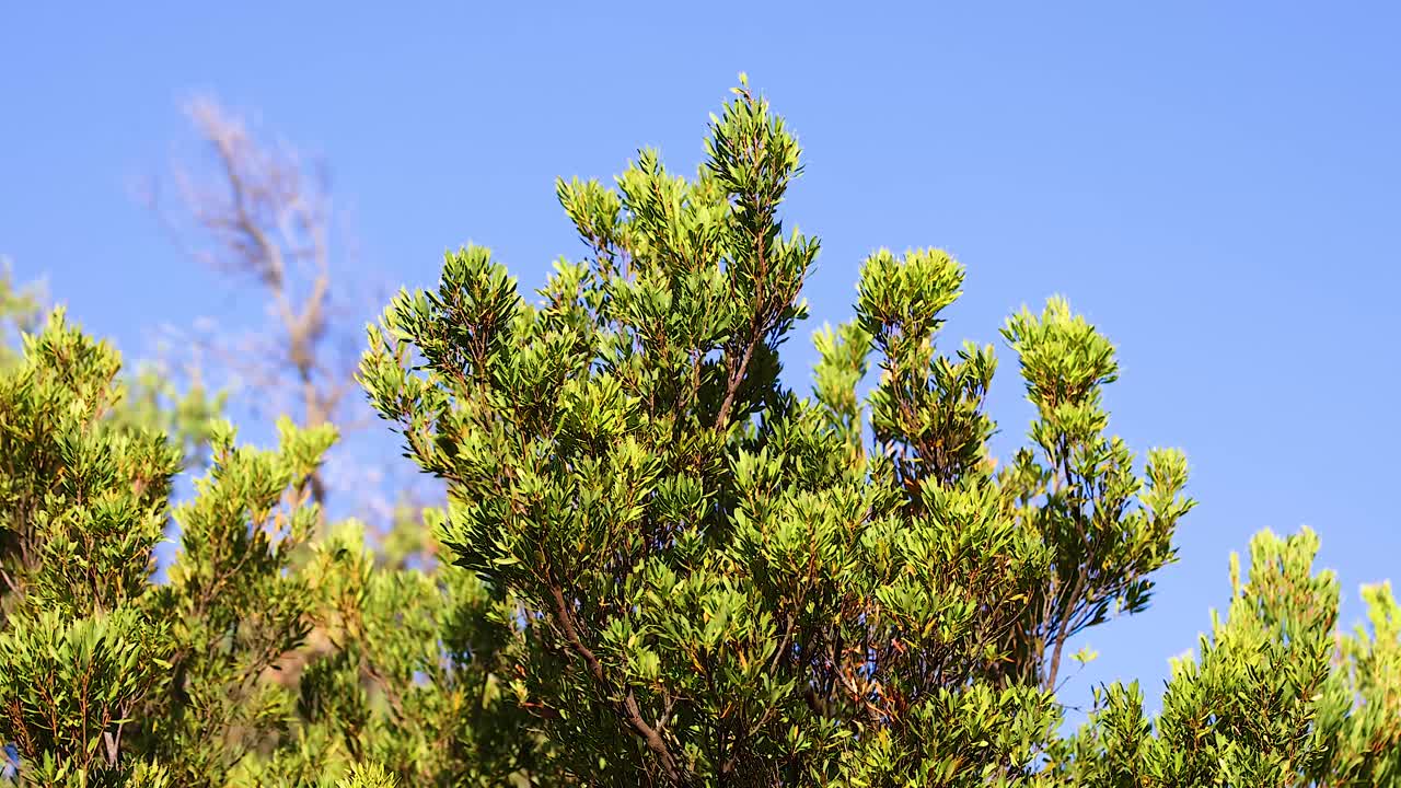 A Dodonaea viscosa tree gently sways under clear blue skies in Bellarine, Victoria, captured in natural daylight