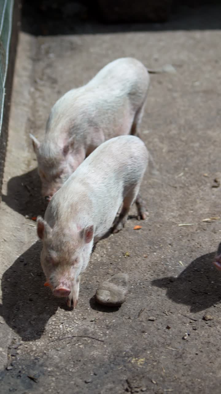 두 마리의 돼지 새끼