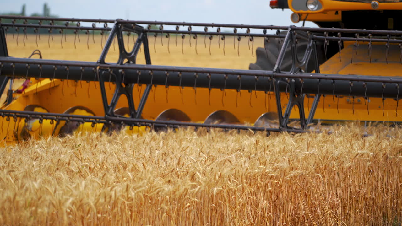 Combine harvester works in field. Harvester drives through field of wheat, cutting yellow plants. Modern machine collecting harvest. Close-up.