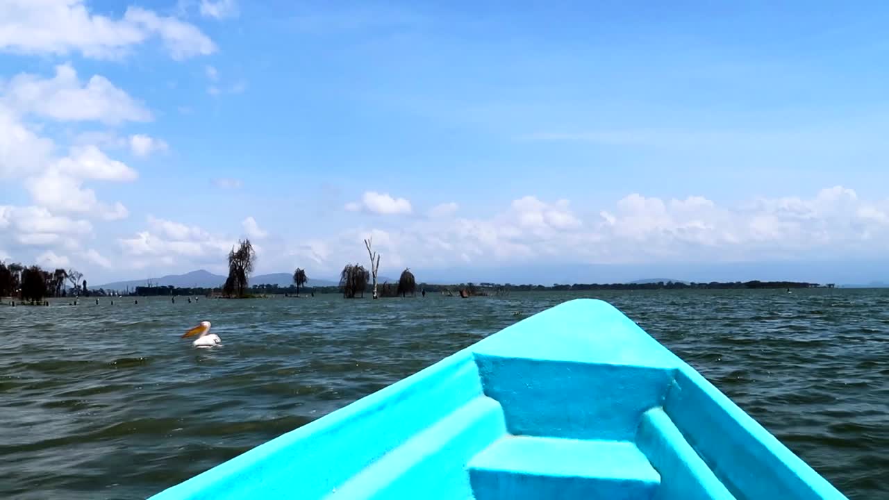 navegando en un bote de fibra azul entre pelícanos en crescent island, kenia