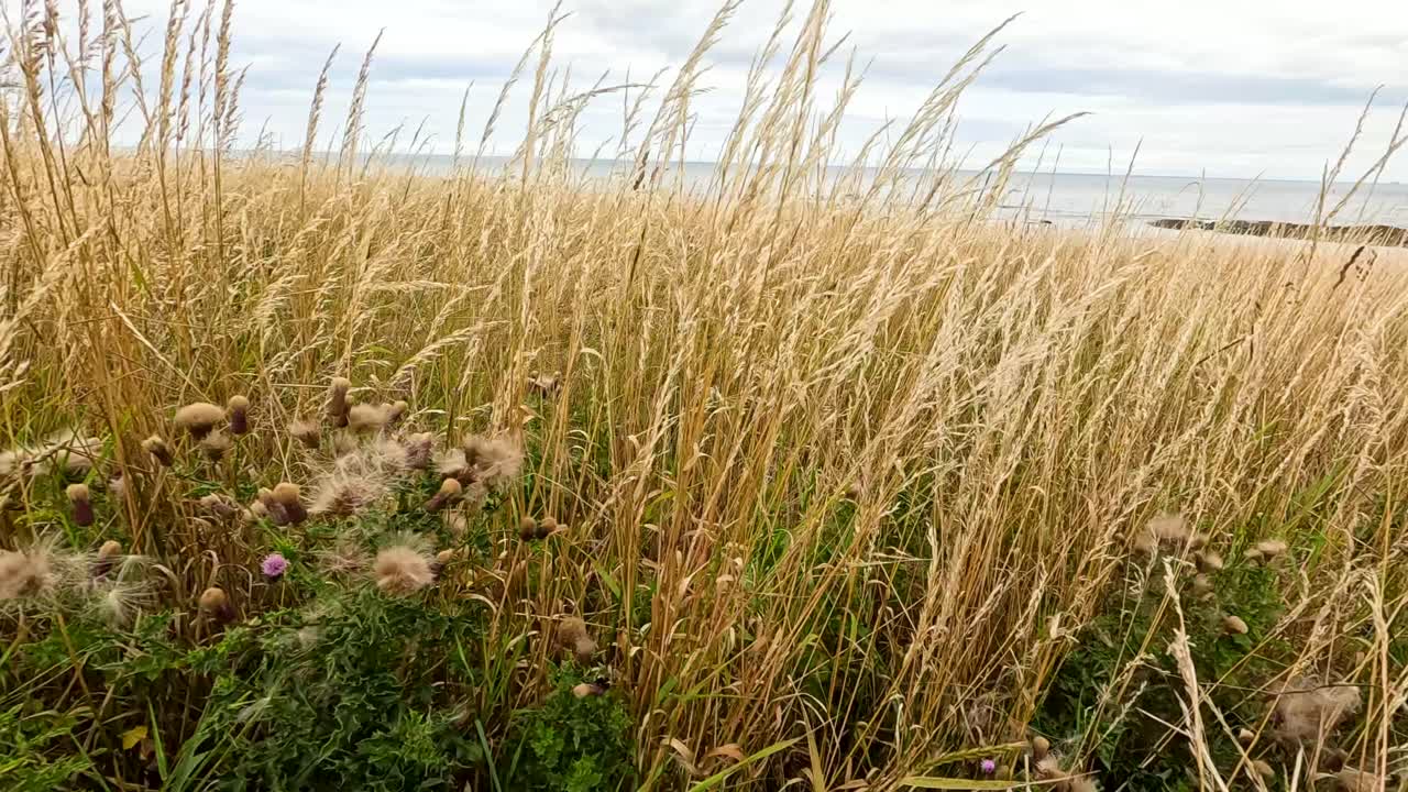 Golden grasses and wildflowers sway in the wind under overcast skies, with gentle camera movement revealing a coastal landscape in Whitley Bay, England