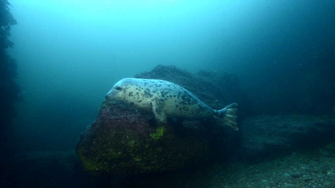 Curious grey seal underwater coming to check us out.