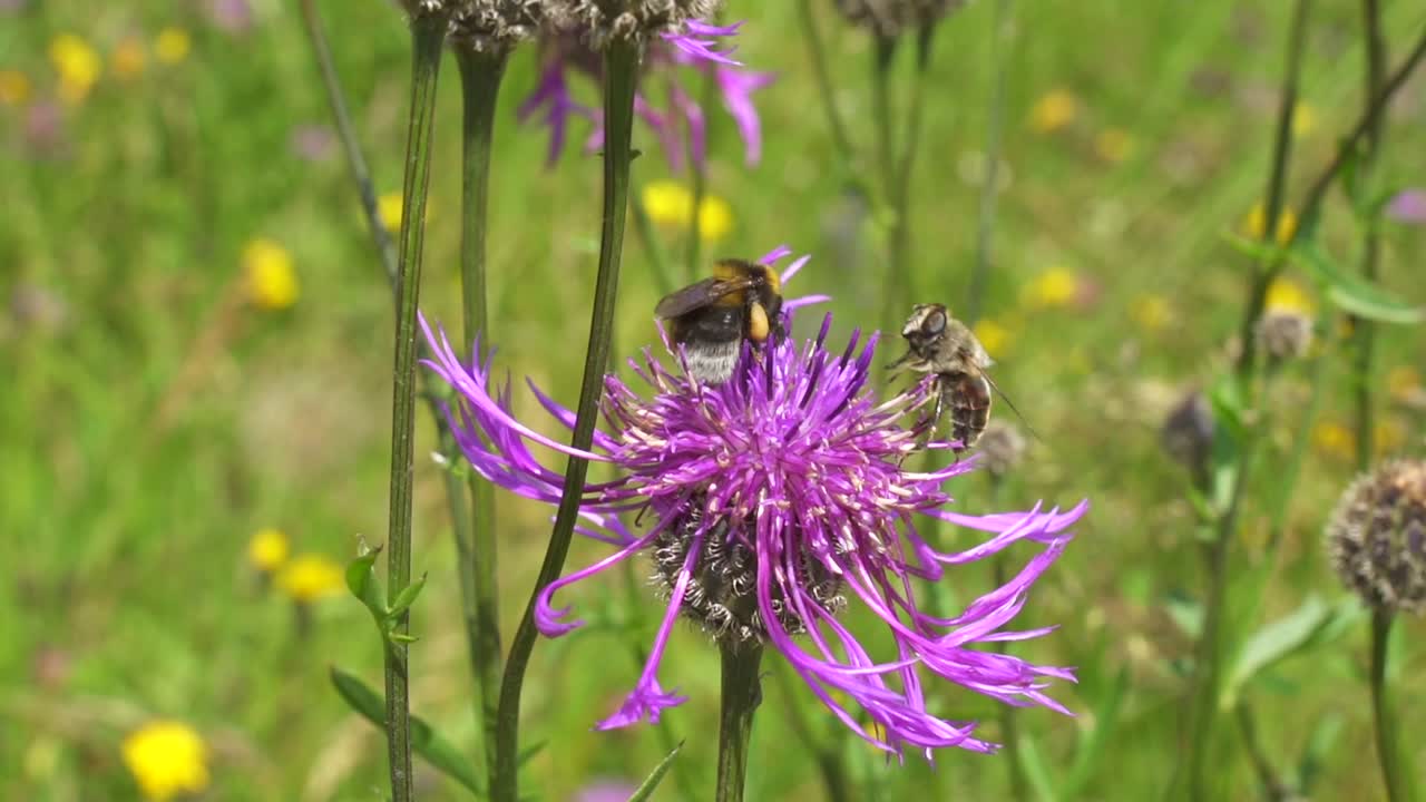 primer plano de abejorros y abejas recolectando polen de la misma flor