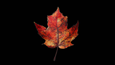 autumn leaves on a black background