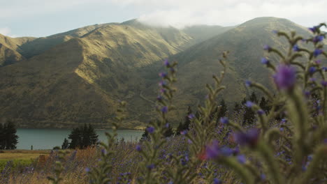 purple thistles blow in the wind on a cold summer morning in the south island of new zealand