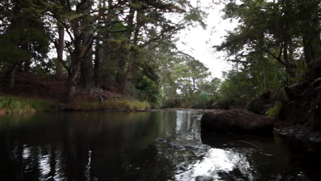 River-in-forrest-new-zealand