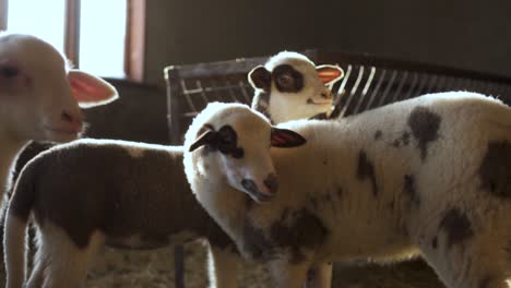 jacob sheep and lambkins inside the pen curiosly looking in the distance