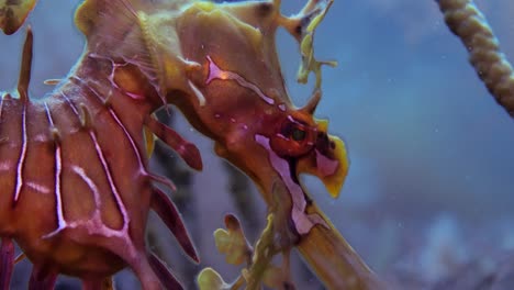 leafy sea dragon with eggs 4k slow motion south australia