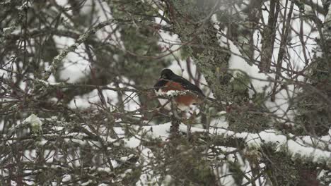 Imágenes-De-Primer-Plano-De-Un-Pájaro-Towhee-Sentado-En-Una-Rama-Cubierta-De-Nieve-Durante-El-Invierno-En-Columbia-Británica