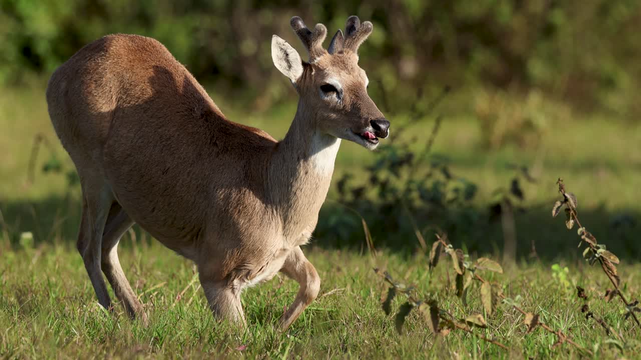 Pampas deer released into the wild in the Pantanal