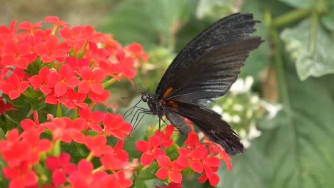 black butterfly beating wings and working on red blooming flower in wilderness - pollination work on flower field in nature