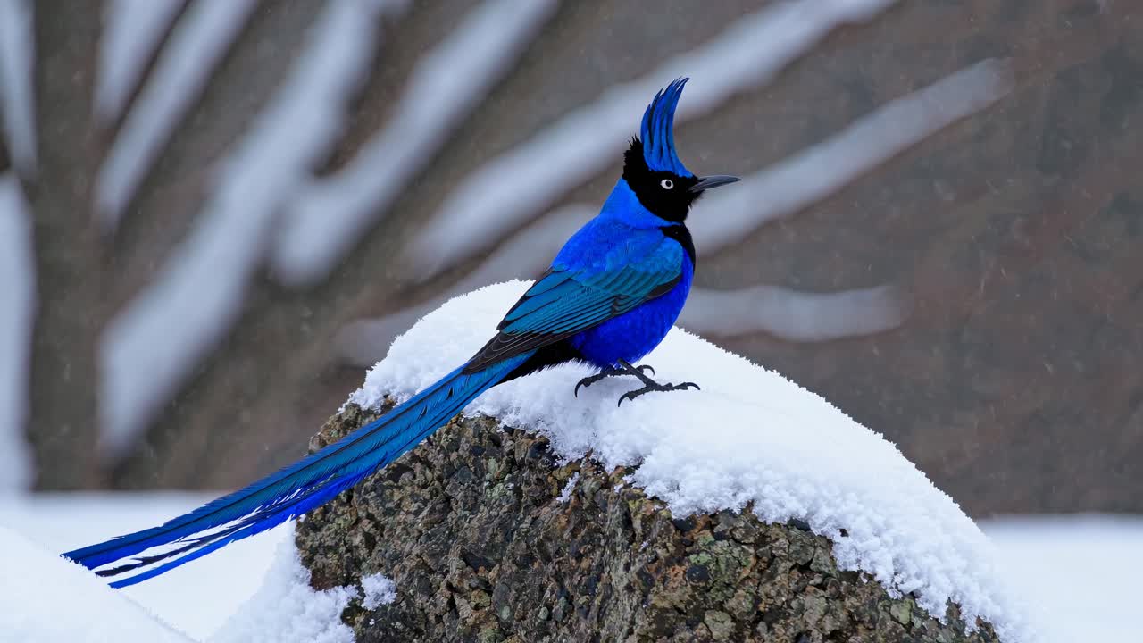 Stunning Blue Bird Perched on Snow-Covered Rock