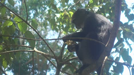 tiro pan a un mono azul sentado en un árbol en el kilimanjaro, comiendo un plátano