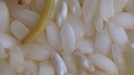 a moth larva inching across the surface of rice grains - close up