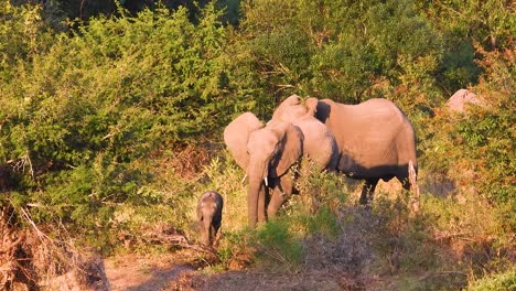 african elephant wildlife with baby calf in natural nature habitat fauna