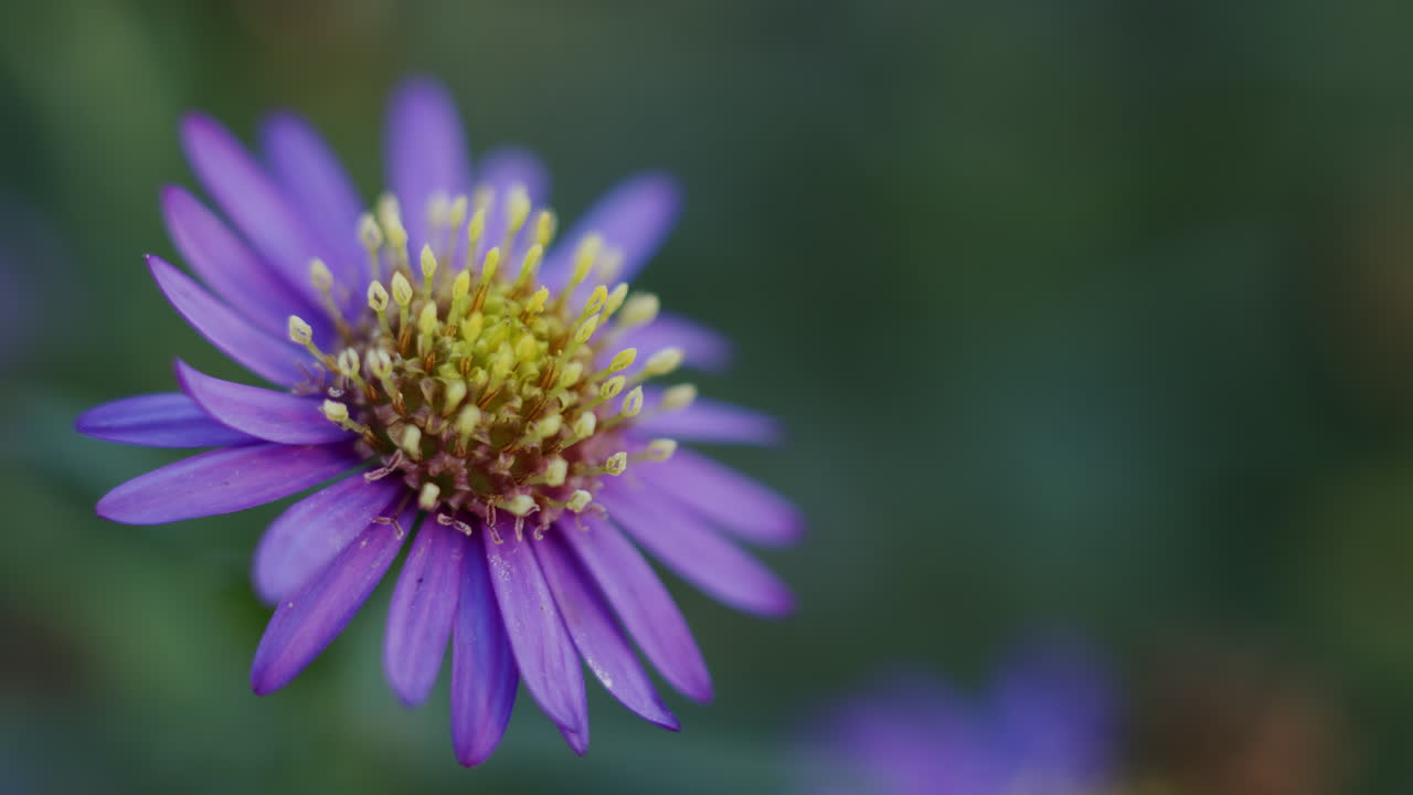 Soft focus on one aster amellus flower head in bloom, green blurred background