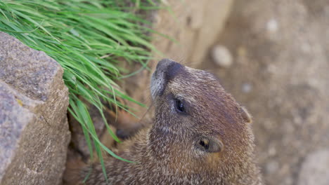 Marmot-with-face-in-a-tuff-of-grass