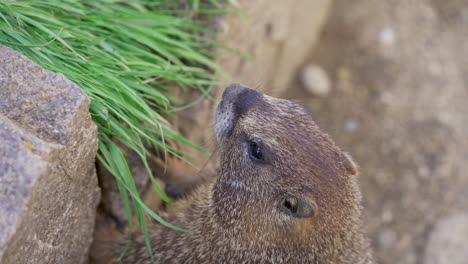 marmot with face in a tuff of grass