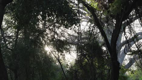 Sunrise-through-the-dense-wild-jungle-foliage-silhouetted-by-the-sun