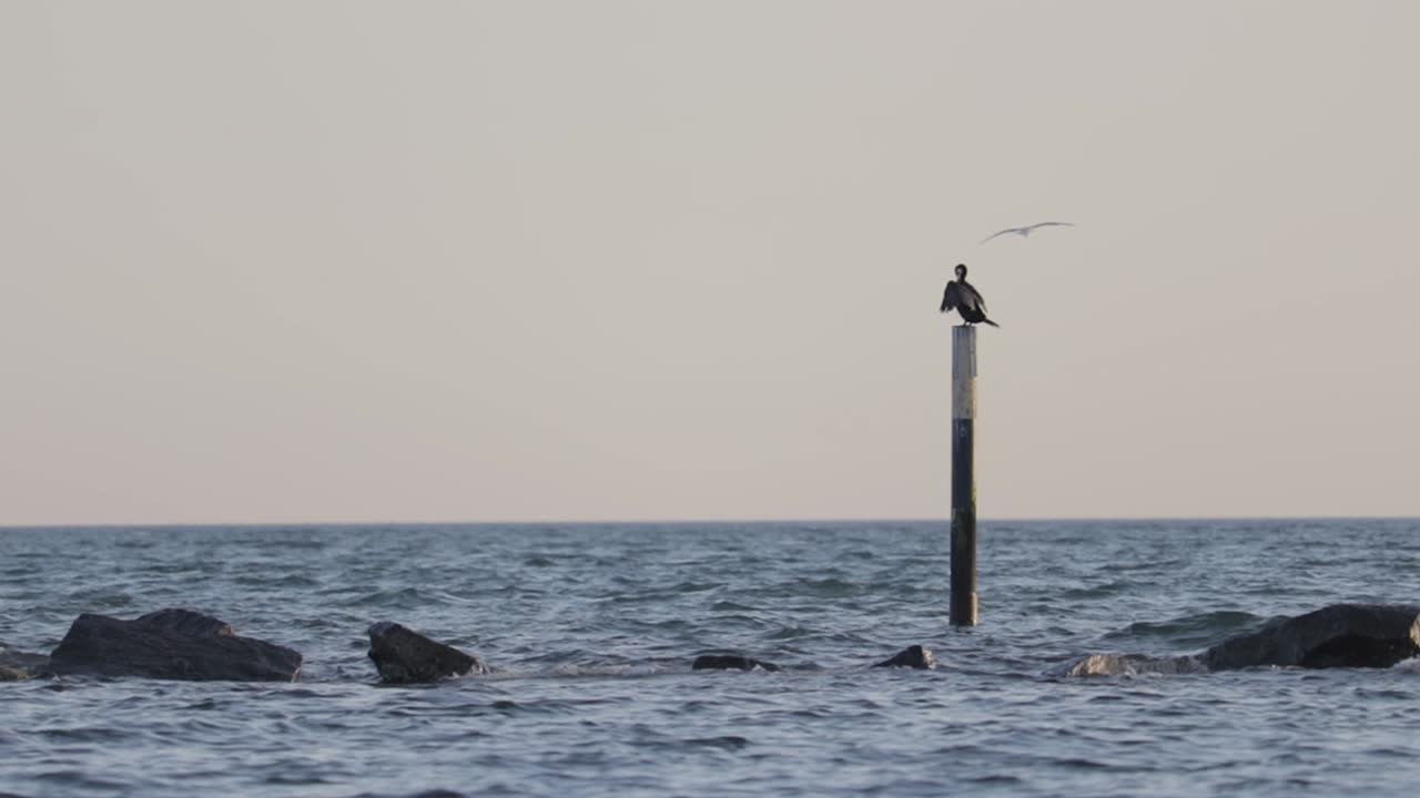 Un cormorano in piedi mentre i gabbiani volano, la sera nel Mar Baltico.