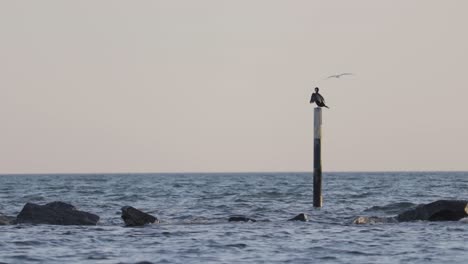 Una-Comorante-De-Pie-Mientras-Las-Gaviotas-Vuelan,-Por-La-Noche-En-El-Mar-Báltico