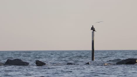 una comorante de pie mientras las gaviotas vuelan, por la noche en el mar báltico
