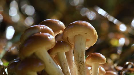 hongos armillaria de agarico de miel en un bosque soleado