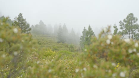 Cambiando-El-Enfoque-De-Las-Plantas-Con-Flores-Blancas-En-Primer-Plano-A-Los-Pinos-Cubiertos-De-Niebla-En-El-Fondo,-Mano-Estática