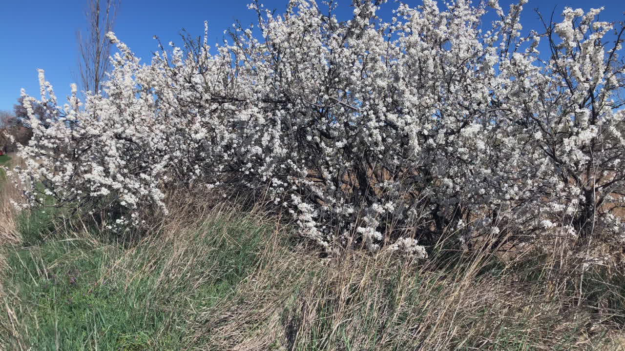las flores de primavera las flores de primavera
