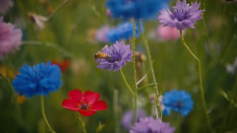 Close-up-of-a-bee-in-a-flowery-field