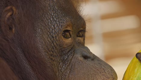 extreme close-up of the face and eyes of an orangutan eating a melon fruit