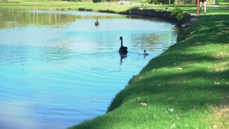 Male-swan-with-baby-on-a-lake-in-a-green-tropical-luscious-garden-with-trees-and-someone-walking-around