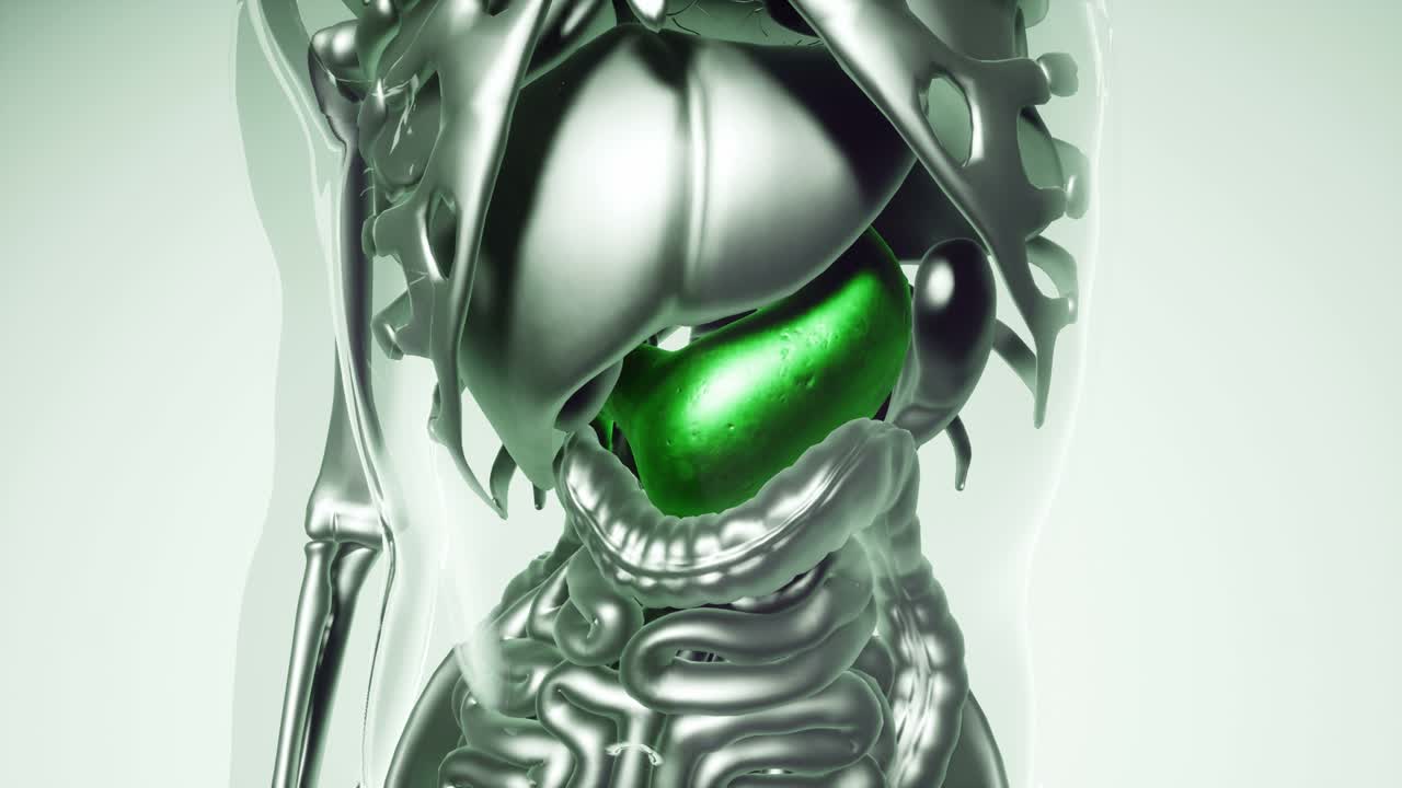 모든 장기와  ⁇ 를 가진 인간의 위 모델