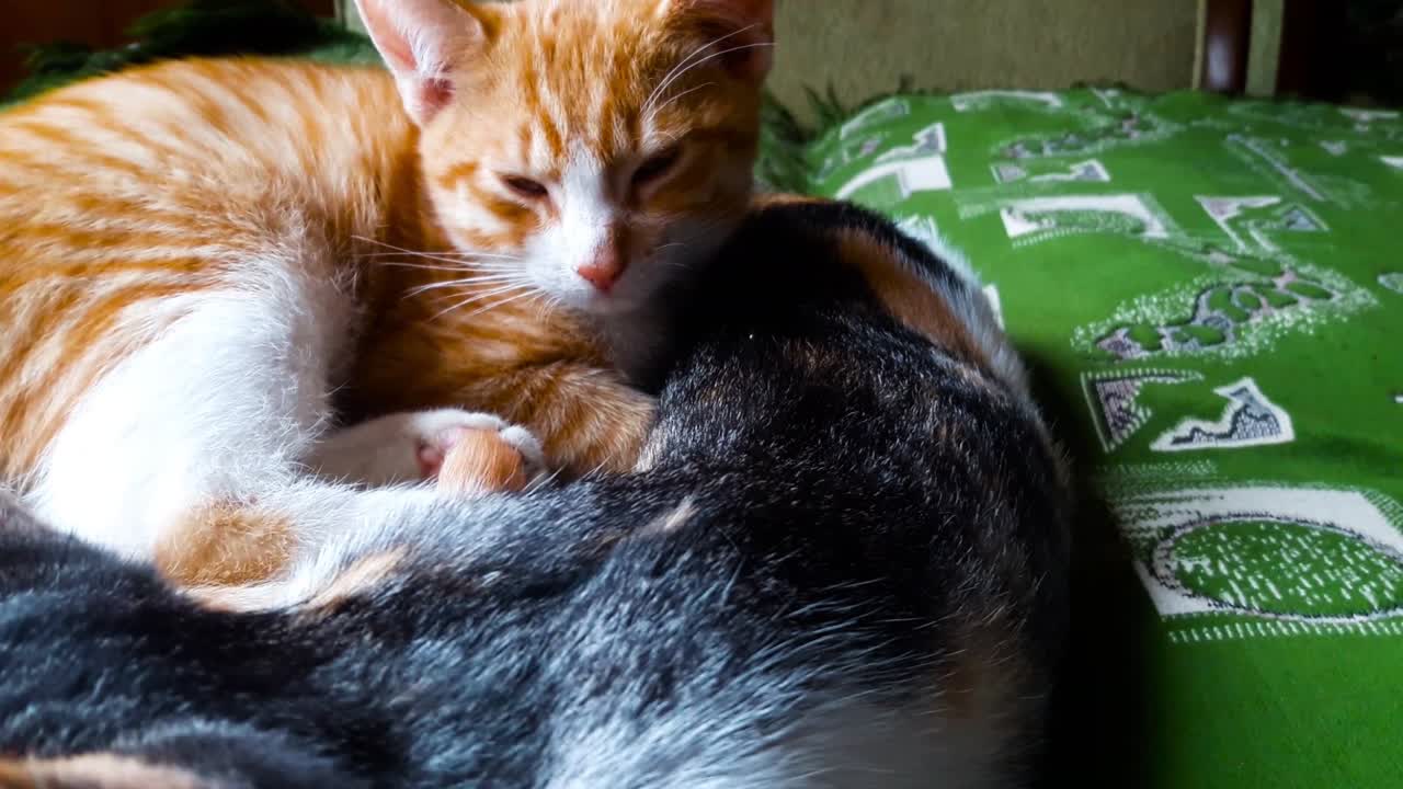 Bellissimi gattini sul letto all'interno.