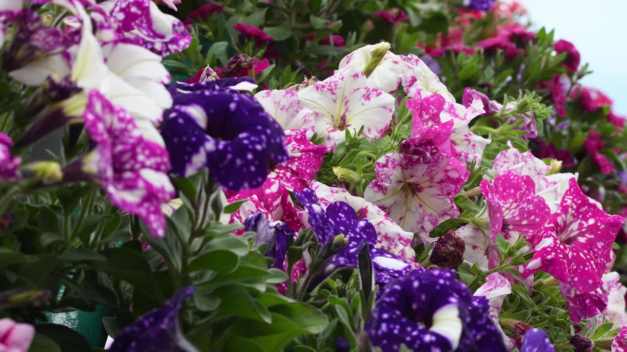 timfloralis 2019 - el festival de las flores, timisoara, rumania