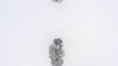 vista aérea de drones de arriba hacia abajo de árboles cubiertos de nieve después de una nevada mientras un hombre está paseando con su perro