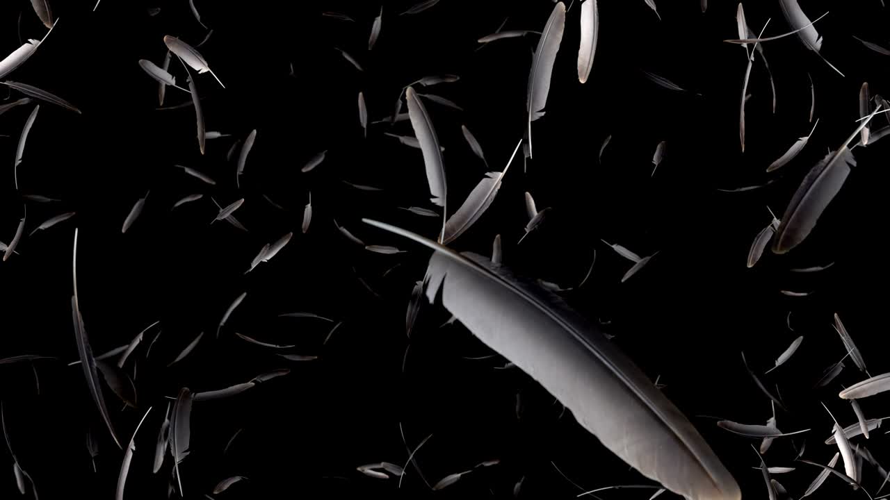 Explosion of feathers