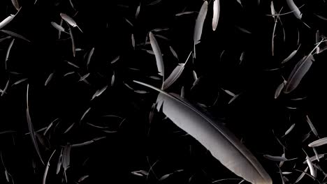 explosion of feathers