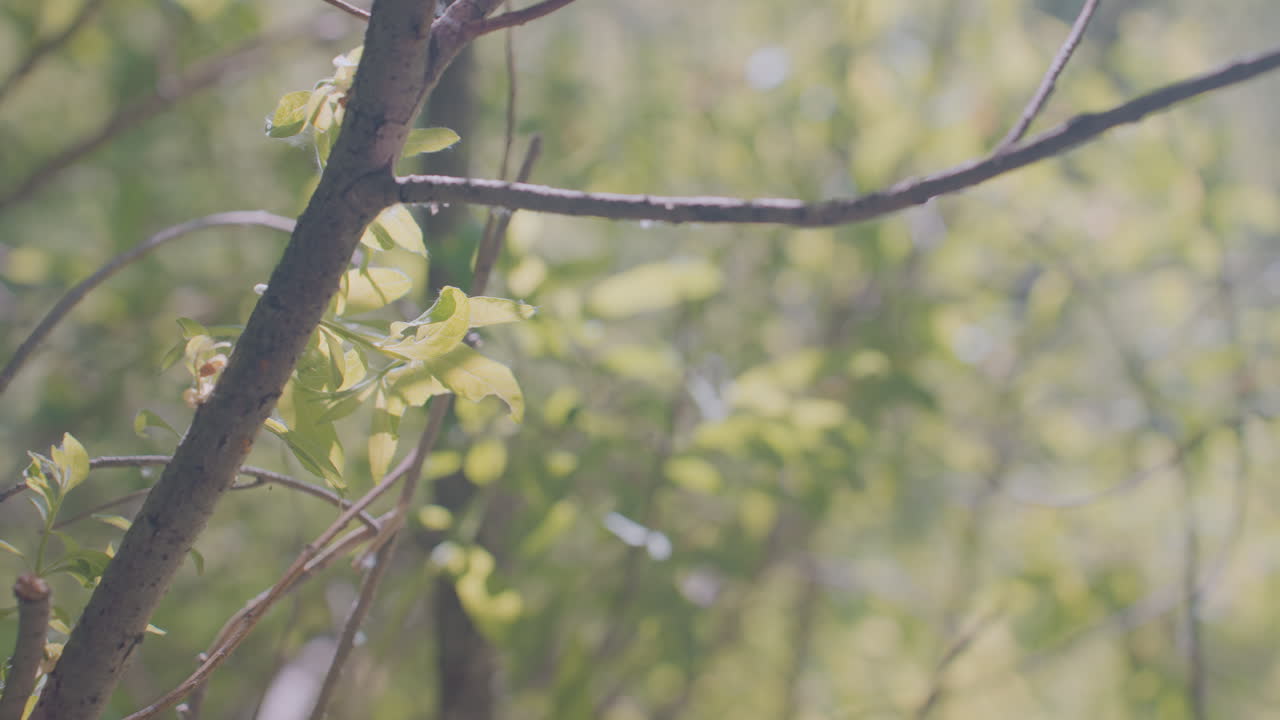 Tourist arm in dark sleeve pulling hand away from tree trunk surrounded by fresh green leaves in forest setting, highlighting young foliage sprouting in sunlight through natural branches