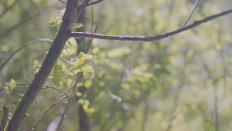 tourist arm in dark sleeve pulling hand away from tree trunk surrounded by fresh green leaves in forest setting, highlighting young foliage sprouting in sunlight through natural branches