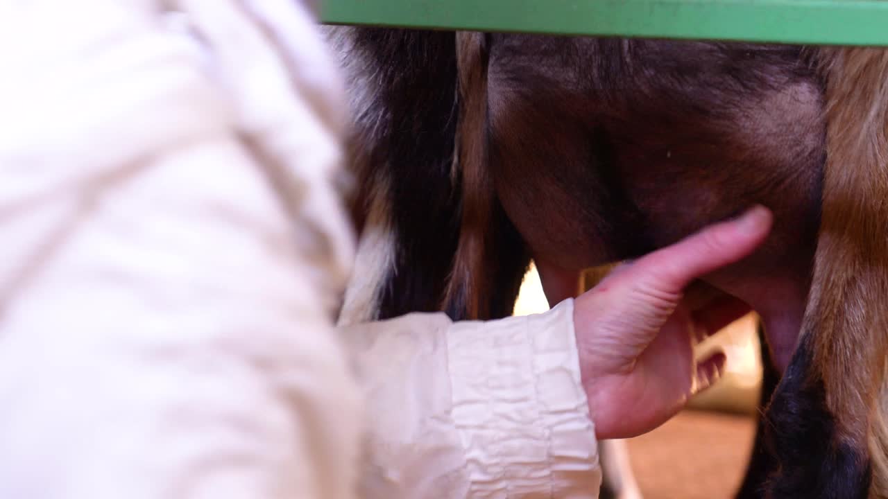 Close shot of hands milking the udder of a goat for dairy production