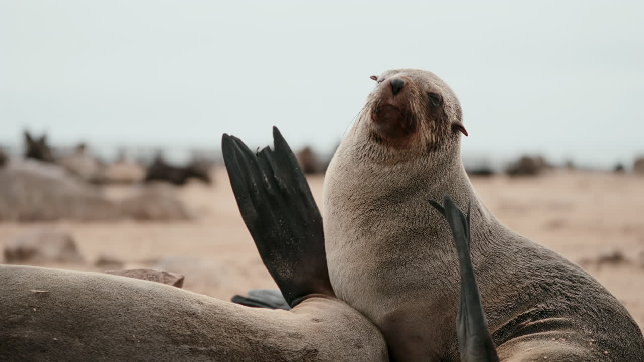 Cape Fur Seal