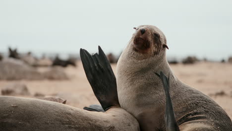 cape fur seal