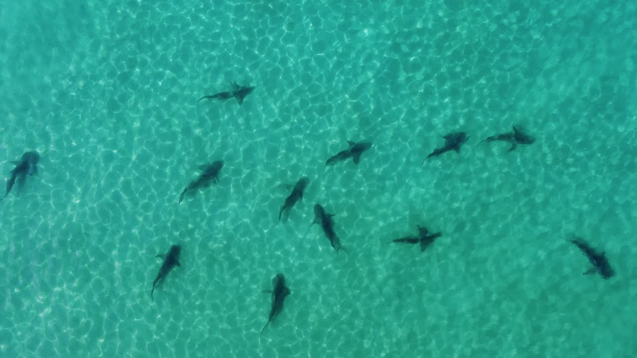 grupo de tiburones oscuros en agua de mar turquesa poco profunda - vista cenital, aérea