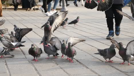 pigeons in a city park