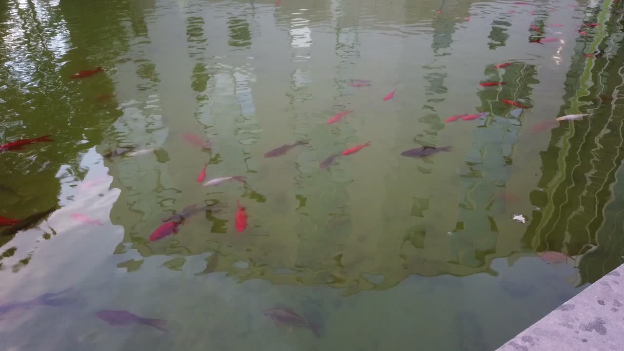Goldfish in a Pond