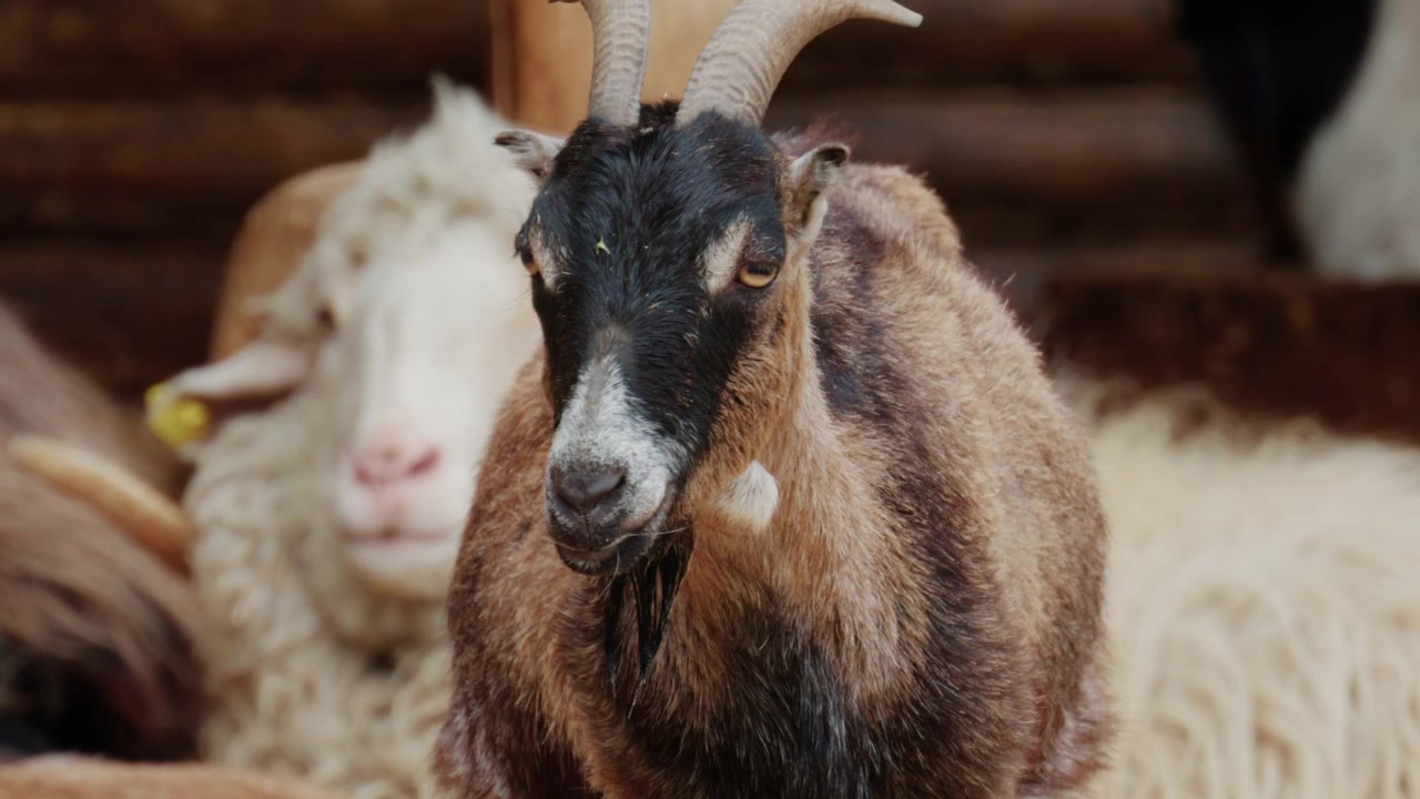 Ritratto ravvicinato di una capra marrone e nera con corna ricurve e una piccola barbetta