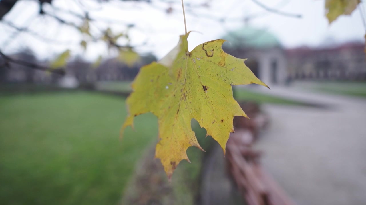 Una foglia autunnale ingiallita e secca ondeggia nel vento