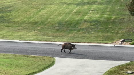 Cerdo-Jabalí-Trotando-Caminando-Por-La-Calle-En-Un-Barrio-Residencial-Avistamiento-Aterrador-Peligro-De-Invasión-De-Vida-Silvestre-Visita-Animal