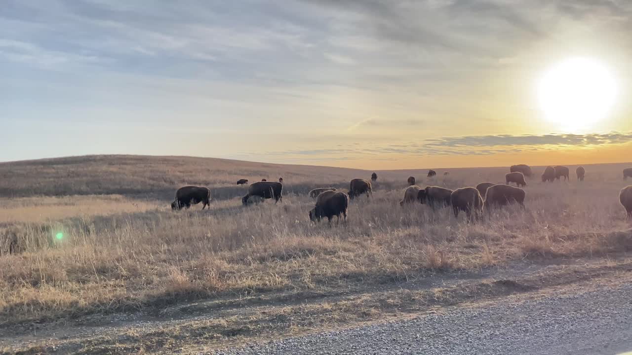 Bison som betar vid solnedgången i ett reservat i Oklahoma